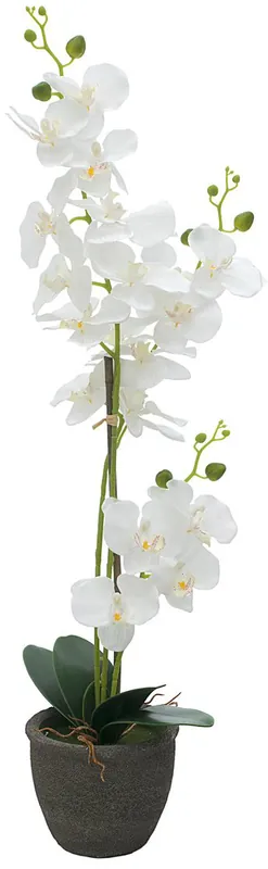 EUROPALMS Orchidée, plante artificielle, blanc, 80cm Usine Directe