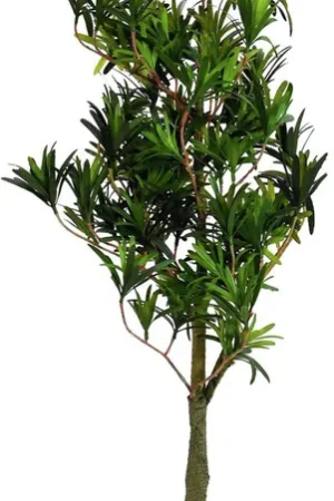EUROPALMS Podocarpus tree, plante artificielle, 90cm Retour Gratuit